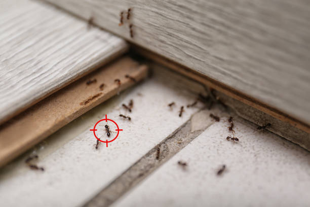 Best Mosquito Control Services  in Chico, WA